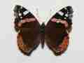 Vanessa atalanta (color aberration) [Internet image property of respective owner, non commercial use only]
